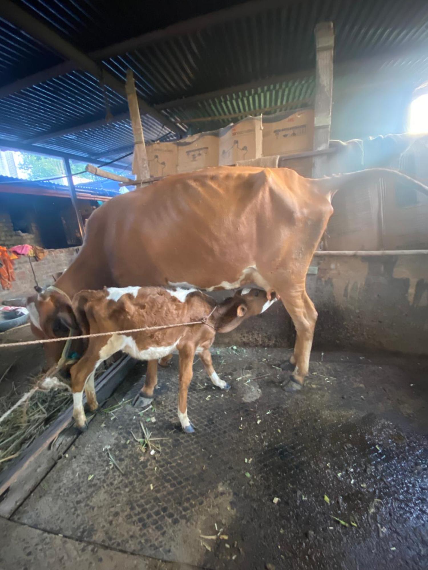 Ingawale Farmhouse Satara Zewnętrze zdjęcie